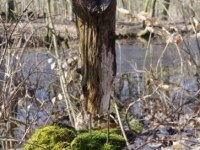Der Mann im falschen Körper